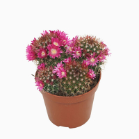 Маммілярія (Mammillaria) купить