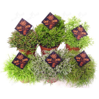 Рипсалис купить