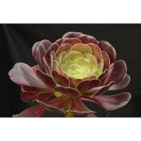 Эониум купить