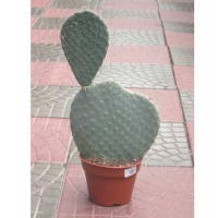 Кактус (Cactus) купить