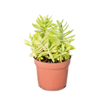 Суккулент микс купить