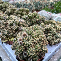 Ехінокактус (Echinocactus grusonii) купить