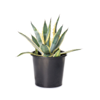 Агава (Agave) купить