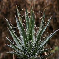 Агава (Agave) купить
