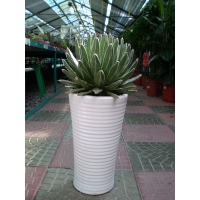 Агава (Agave) купить