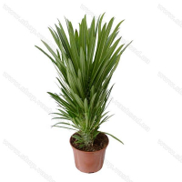 Пахиподиум ламера купить