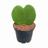 Хойя Kerrii купить