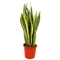 Сансевиерия трехполосая Лоуренса купить