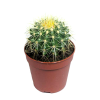 Ехінокактус купить