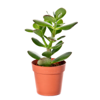 Крассула купить