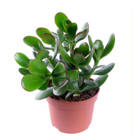 Крассула купить