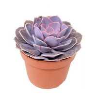 Ехеверія мікс купить