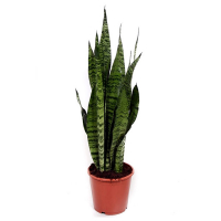 Сансевиерия Зейланика купить