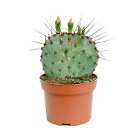 Опунция купить