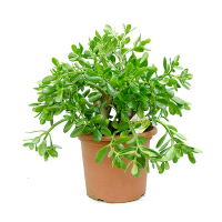 Крассула купить