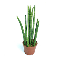 Сансевієрія циліндрична Скайлайн купить