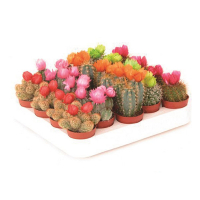 Кактус Versierd мікс купить