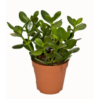 Крассула (Crassula Ovata) купить