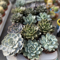 Ехеверія мікс купить