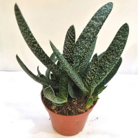 Гастерія купить