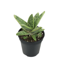 Гастерія купить