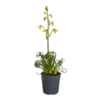 Альбука спиральная купить