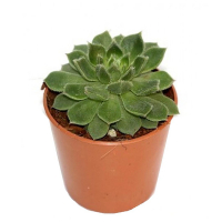 Эхеверия Setosa купить