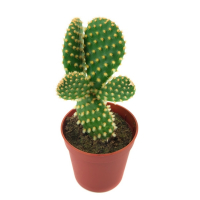 Опунция мелковолосистая купить