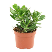 Крассула купить