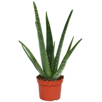 Алоэ Вера купить