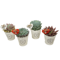 Эхеверия микс купить