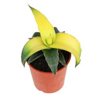 Сансевиерия Стар Канари купить