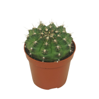 Гімнокаліціум Дамса купить