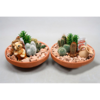 Кактуси композиція купить