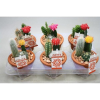 Кактусы композиция купить