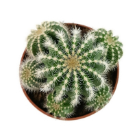 Кактус Магнификус купить