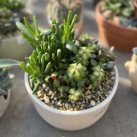 Суккуленты композиция купить