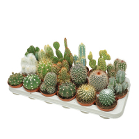 Кактус мікс купить