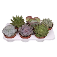 Сукулент мікс купить