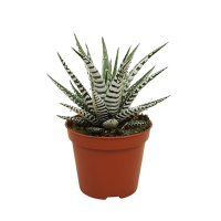 Хавортия fasciata Alba купить