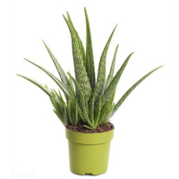 Алоэ ARBORESCENS 45/+ р19 купить