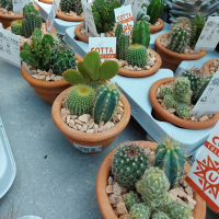 Кактусы композиция купить