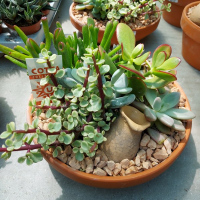 Суккуленты композиция купить