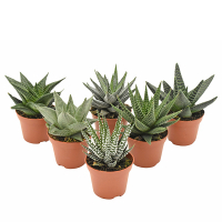 Хавортія мiкс купить