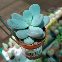 Пахіфітум купить