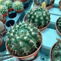 Паротія маммулоса купить