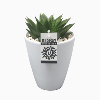 Алоэ микс купить