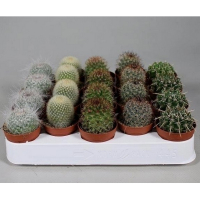 Кактус (Cactus) купить