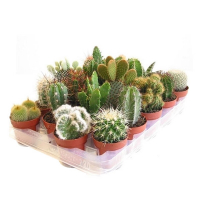 Кактус (Cactus) купить