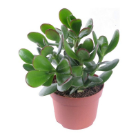 Крассула мiкс купить